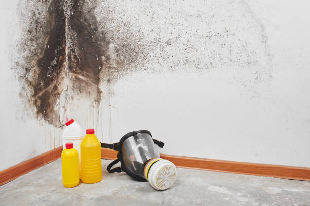 Best Local Mold Removal Service  in St Charles, IL