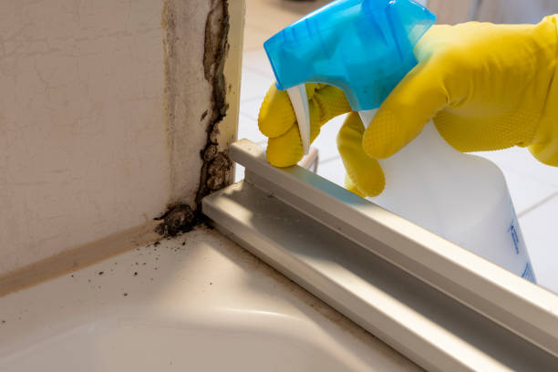 Best Mold Remediation  in St Charles, IL