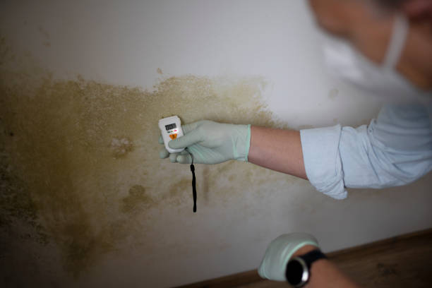 Mold Removal and Inspection in St Charles, IL