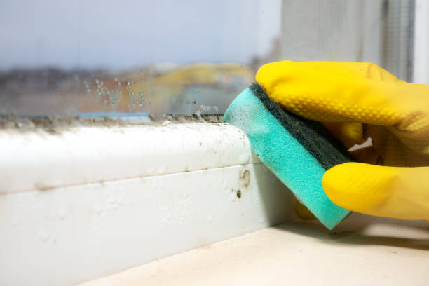 Best Emergency Mold Removal  in St Charles, IL
