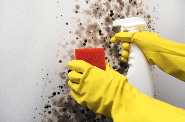 Best Mold Removal Company Near Me  in St Charles, IL