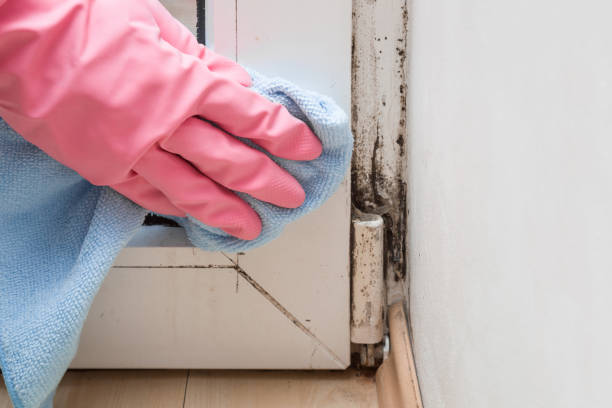 Best Mold Removal Process  in St Charles, IL