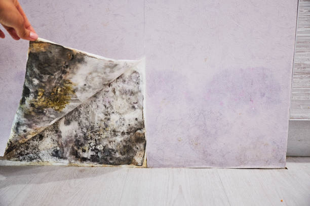 Best Toxic Mold Removal  in St Charles, IL